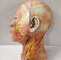 Modelo de Cabeza y Cerebro - Ultra Realista Alta Simulación
