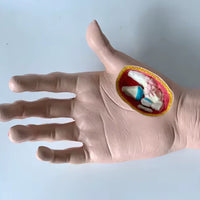 Modelo de Mano patologia tendon y ligamento osteoartritis
