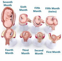 Modelo del crecimiento Fetal humano embrion -  modelos anatomicos de ginecologia
