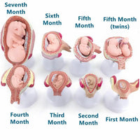 Modelo del crecimiento Fetal humano embrion -  modelos anatomicos de ginecologia