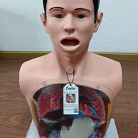 Modelo De Anatomía De Lavado sonda Gastrico Transparente Avanzado simuladores sonda nasogastrica