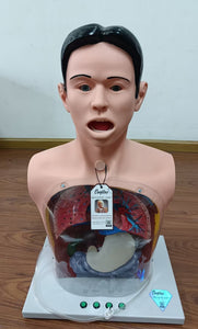 Modelo De Anatomía De Lavado sonda Gastrico Transparente Avanzado simuladores sonda nasogastrica