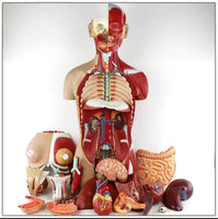 Torso Muscular humano  85 CM
