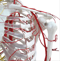 Esqueleto con nervios y arterias tamaño real 175 cm
