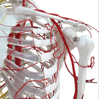 Esqueleto con nervios y arterias tamaño real 175 cm