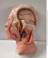 Modelo de Cabeza - Ultra Realista Alta Simulación
