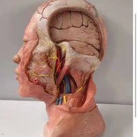 Modelo de Cabeza - Ultra Realista Alta Simulación