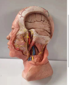 Modelo de Cabeza - Ultra Realista Alta Simulación