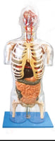 Torso transparente detallado 3D - alta simulación
