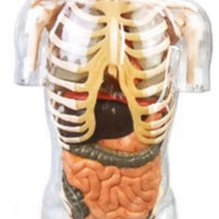 Torso transparente detallado 3D - alta simulación