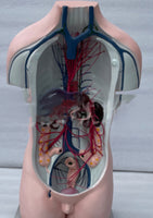 Torso de sistema vascular vena porta
