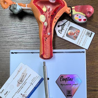 Modelo de Utero patológico ginecologica