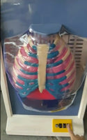 Modelo de Diafragma pulmonar sistema respiratorio
