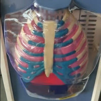 Modelo de Diafragma pulmonar sistema respiratorio