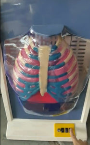 Modelo de Diafragma pulmonar sistema respiratorio