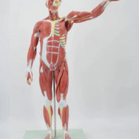 Modelo muscular torso con organos internos tamaño real (180cm)