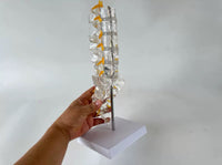 Modelo de columna vertebral lumbar transparente
