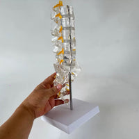 Modelo de columna vertebral lumbar transparente