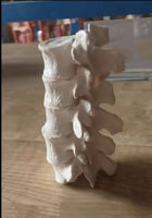 Modelo de anatomía 1:1 vértebra Lumbar cervical de 5 segmentos
