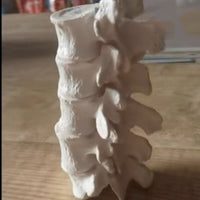 Modelo de anatomía 1:1 vértebra Lumbar cervical de 5 segmentos