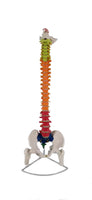 Columna vertebral 85 CM Color
