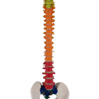 Columna vertebral 85 CM Color