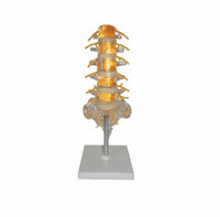 Modelo de columna vertebral lumbar transparente
