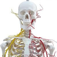 Esqueleto con nervios y arterias tamaño real 175 cm