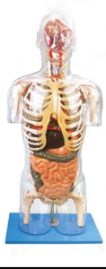 Torso transparente detallado 3D - alta simulación