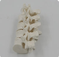 Modelo de anatomía 1:1 vértebra Lumbar cervical de 5 segmentos
