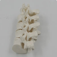 Modelo de anatomía 1:1 vértebra Lumbar cervical de 5 segmentos