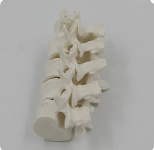 Modelo de anatomía 1:1 vértebra Lumbar cervical de 5 segmentos