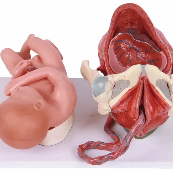 Modelo Anatomico de parto