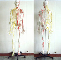 Esqueleto con nervios y arterias tamaño real 175 cm
