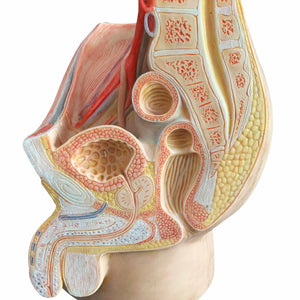 Modelo de pelvis femenina o masculino - Ultra Realista Alta Simulación