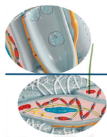 Modelo microscópico de tejido miocárdico
