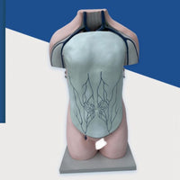 Torso de sistema vascular vena porta
