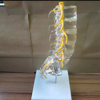 Modelo de columna vertebral lumbar transparente
