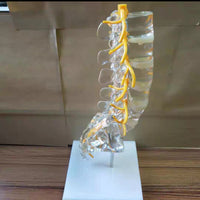 Modelo de columna vertebral lumbar transparente