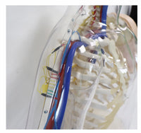 Simulador Electrónico de Inyección intramuscular venopuncion
