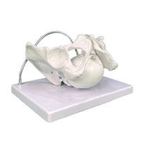 Modelo pelvis con craneo fetal
