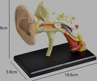 Modelo anatómico oído 4D
