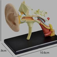 Modelo anatómico oído 4D