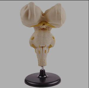 Modelo anatomico tallo cerebral