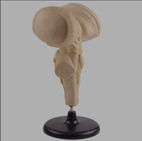 Modelo anatomico tallo cerebral
