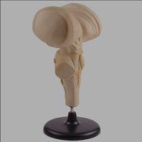 Modelo anatomico tallo cerebral