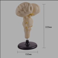 Modelo anatomico tallo cerebral
