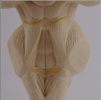 Modelo anatomico tallo cerebral
