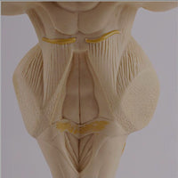 Modelo anatomico tallo cerebral