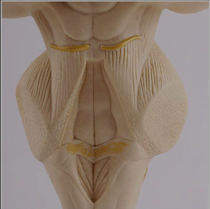 Modelo anatomico tallo cerebral